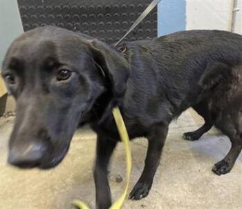 Labrador Retriever and Mixed Breed Dogs Available for Adoption in Camarillo, California - DELTA | PetCurious