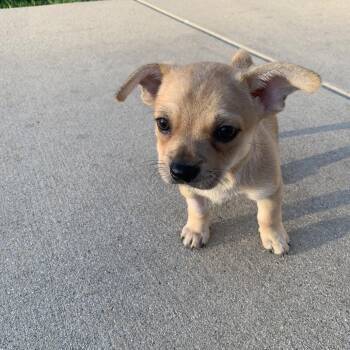Chihuahua and Mixed Breed Dogs Available for Adoption in Shorewood, Illinois - Alfie | PetCurious