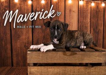 Maverick (Gatsbys litter) -  American Staffordshire Terrier and Staffordshire Bull Terrier Dog for Adoption in Holly Springs, North Carolina - Maverick (Gatsbys Litter) | PetCurious