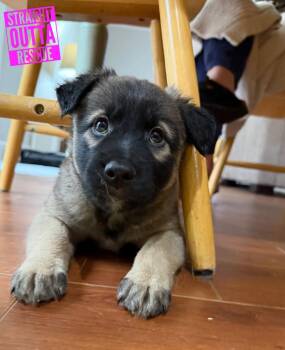 Shepherd Dogs Available for Adoption - Mook | PetCurious