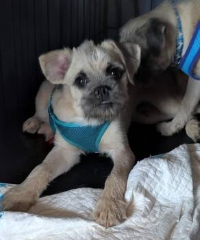 Smoky -  Wirehaired Terrier and Pug Dog for Adoption in Portland, Oregon - Smoky | PetCurious