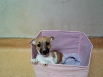 Parson Russell Terrier and Mixed Breed Dogs Available for Adoption in Martinez, California - FINN | PetCurious