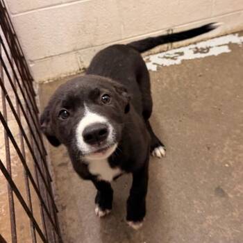 Mixed Breed Dogs Available for Adoption in Evensville, Tennessee - Joey | PetCurious