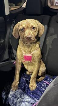 Chesapeake Bay Retriever and English Bulldog Dogs Available for Adoption - Beetlejuice | PetCurious