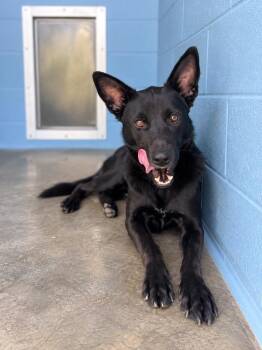 Stanley -  Shepherd Dog for Adoption in Lafayette, Louisiana - Stanley | PetCurious