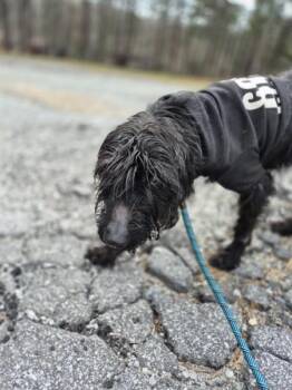 Standard Poodle Dogs Available for Adoption - Vc-12 Buffy | PetCurious