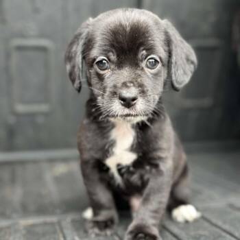 Rat Terrier and Beagle Dogs Available for Adoption in Richmond, Virginia - Royal Farms | PetCurious