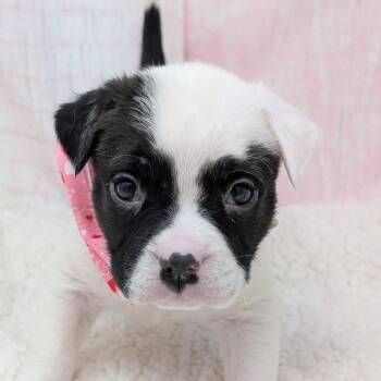 Pit Bull Terrier and Boxer Dogs Available for Adoption - Cupid | PetCurious