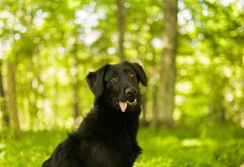 Mixed Breed Dogs Available for Adoption in Gradyville, Kentucky - Lulu-Transport | PetCurious