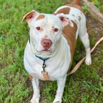 American Staffordshire Terrier Dogs Available for Adoption - Duke *CL* | PetCurious