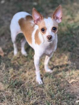 Chihuahua Dogs Available for Adoption in Sandy Springs, Georgia - JJ | PetCurious