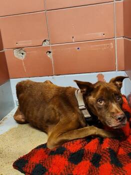 QUEEN COLE -  Labrador Retriever and Mixed Breed Dog for Adoption in Houston, Texas - QUEEN COLE | PetCurious