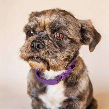 Shih Tzu Dogs Available for Adoption - Cassie | PetCurious