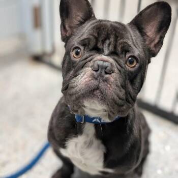 Bear -  Mixed Breed and French Bulldog Dog for Adoption in West Olive, Michigan - Bear | PetCurious