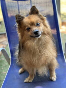 Rescue Pomeranian Dogs for Adoption in Garland, Texas - Floopy | PetCurious