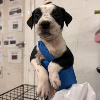 Celia -  Mixed Breed Dog for Adoption in Edinburg, Texas - Celia | PetCurious