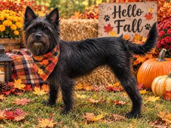 CHLOE -  Terrier Dog for Adoption in Locust Fork, Alabama - CHLOE | PetCurious