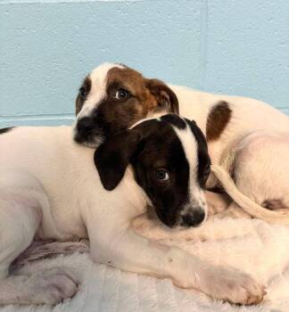 Puddles & Thunder -  American Bully Dog for Adoption in Stillwater, Oklahoma - Puddles & Thunder | PetCurious