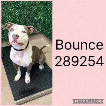BOUNCE -  Mixed Breed Dog for Adoption in Macon, Georgia - BOUNCE | PetCurious