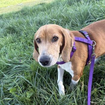 Piglet -  Beagle Dog for Adoption in Rockville, Maryland - Piglet | PetCurious