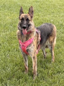 Kelbi -  Dutch Shepherd Dog for Adoption in Pleasant Hill, California - Kelbi | PetCurious