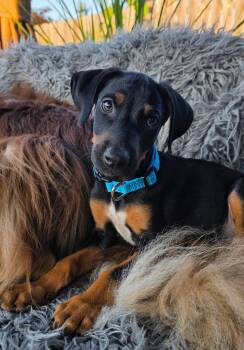 Marty -  Doberman Pinscher Dog for Adoption in Minneapolis, Minnesota - Marty | PetCurious