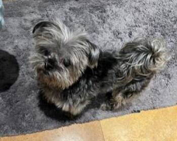 Holly -  Maltese Dog for Adoption in Wekiwa Springs, Florida - Holly | PetCurious