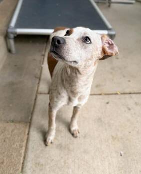 Hound and Beagle Dogs Available for Adoption in Severance, Colorado - Spotty | PetCurious
