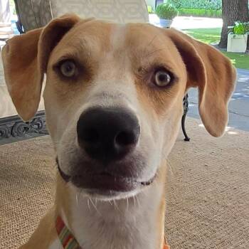 Rescue Hound Dogs for Adoption in Carrollton, Texas - Yellow | PetCurious