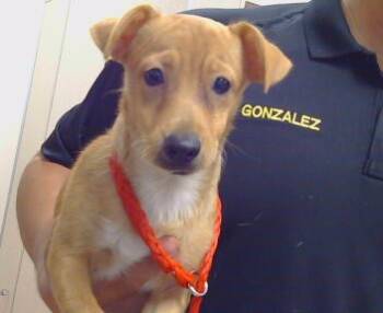 Rescue Chihuahua Dogs for Adoption in Sacramento, California - ALLSPICE | PetCurious