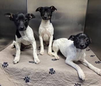Rescue Rat Terrier Dogs for Adoption in Malvern, Pennsylvania - Ophelia | PetCurious