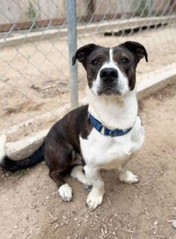 Mixed Breed Dogs Available for Adoption in Severance, Colorado - LaQuinta | PetCurious