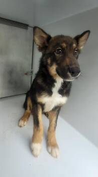 Pen 121 Snickers -  German Shepherd Dog Dog for Adoption in Lawrenceville, Georgia - Pen 121 Snickers | PetCurious