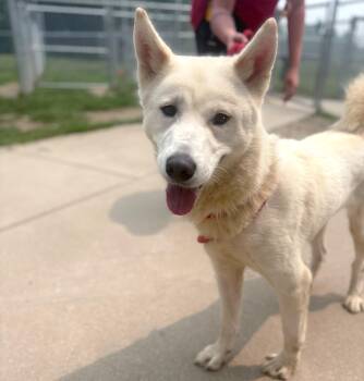 Calliope -  Husky Dog for Adoption in Benton Harbor, Michigan - Calliope | PetCurious