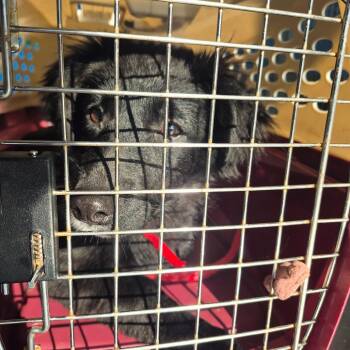 Terrier Dogs Available for Adoption - Olive | PetCurious