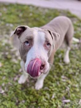 Pit Bull Terrier and Mixed Breed Dogs Available for Adoption - Cash | PetCurious