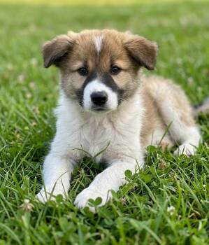 **KAYDEN** -  Australian Shepherd and Great Pyrenees Dog for Adoption in North Prairie, Wisconsin - **KAYDEN** | PetCurious