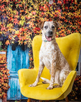 Rescue Fox Terrier and Mixed Breed Dogs for Adoption in Humble, Texas - Ria | PetCurious