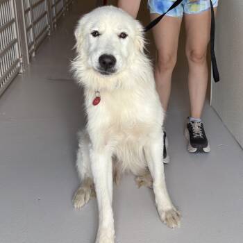 Bacon -  Great Pyrenees Dog for Adoption in Chicago, Illinois - Bacon | PetCurious