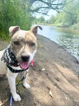 Star Fruit -  Mixed Breed Dog for Adoption in Fort Collins, Colorado - Star Fruit | PetCurious