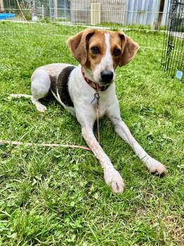 Rescue American Foxhound and Beagle Dogs for Adoption in Marshall, North Carolina - Church | PetCurious