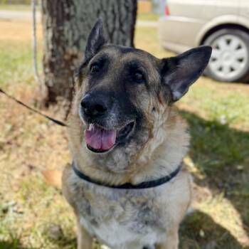 German Shepherd Dog Dogs Available for Adoption - Iridessa | PetCurious