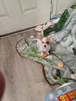 Chihuahua Dogs Available for Adoption in Plano, Texas - Gidget | PetCurious