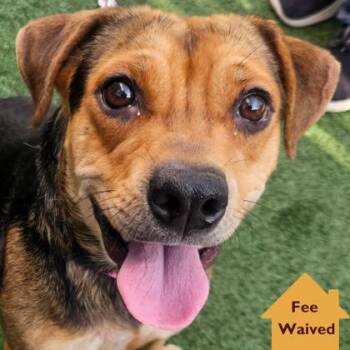 Millie -  Mixed Breed Dog for Adoption in Pleasanton, California - Millie | PetCurious