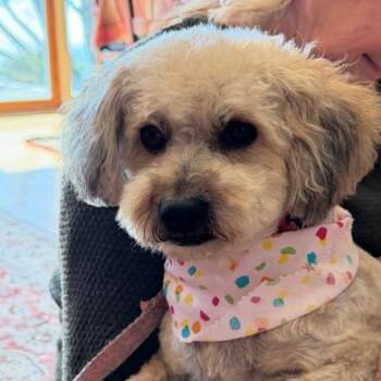 Maltese Dogs Available for Adoption in Pacifica, California - Penny | PetCurious