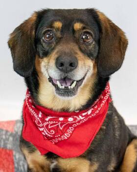 Cassie -  Beagle and Spaniel Dog for Adoption in Kennesaw, Georgia - Cassie | PetCurious