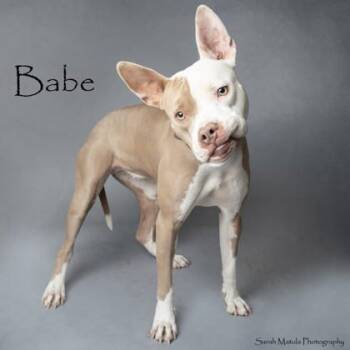Rescue Pit Bull Terrier and Mixed Breed Dogs for Adoption in Ruidoso, New Mexico - Babe | PetCurious