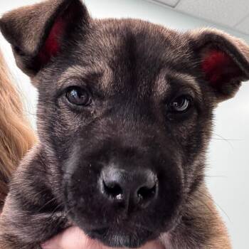Goose -  Mixed Breed Dog for Adoption in Clavet, Saskatchewan - Goose | PetCurious