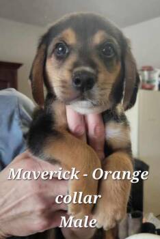 Maverick -  Hound Dog for Adoption in Cushing, Oklahoma - Maverick | PetCurious