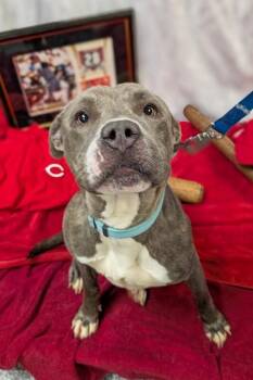 Arabella -  Mixed Breed Dog for Adoption in Cincinnati, Ohio - Arabella | PetCurious